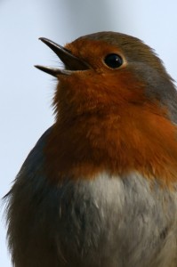 Robin singing at Leighton Moss RSPB by Gidzy