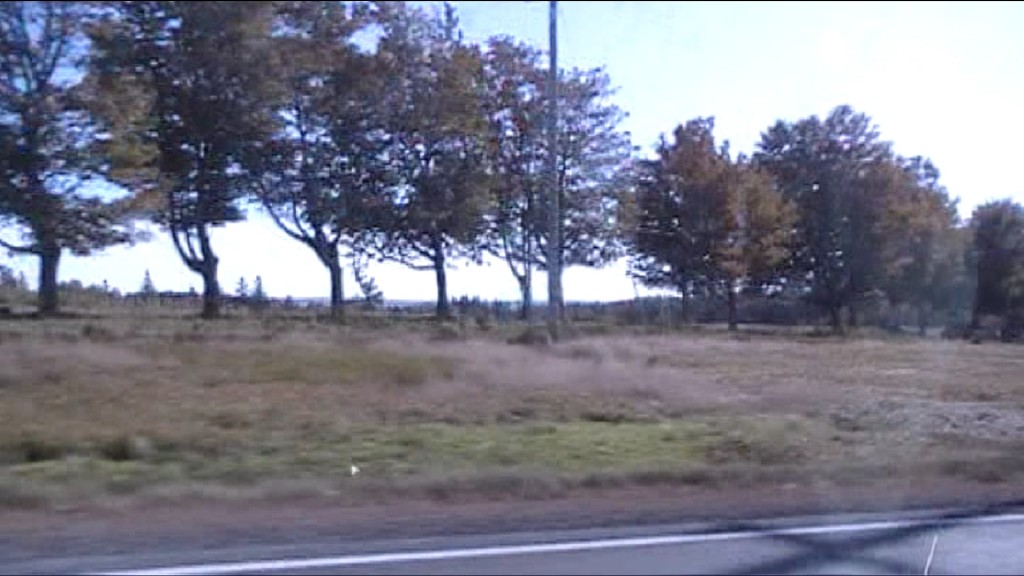 Trees on the road in Nova Scotia